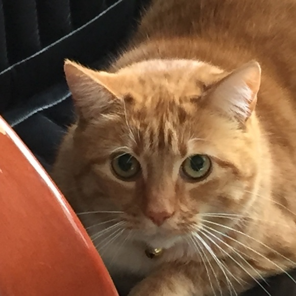 Meet your Posher, Addie - Picture 6 of 8